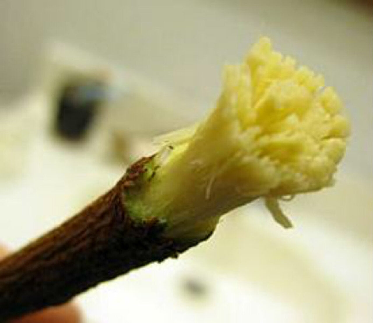 Chew sticks